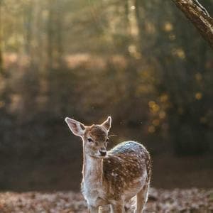 Adv. Pawan Mehta — Best Lawyer Delhi