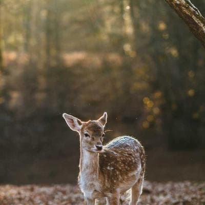 Adv. Pawan Mehta — Top Lawyer Delhi